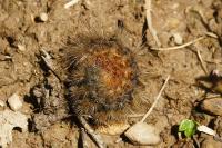 Watsonarctia deserta