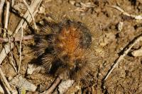 Watsonarctia deserta