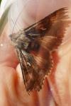 Autographa gamma