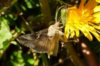 Autographa gamma
