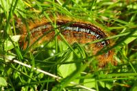 Malacosoma castrense