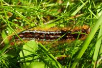 Malacosoma castrense