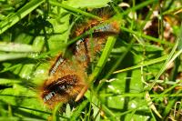 Malacosoma castrense