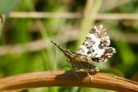 Epirrhoe tristata