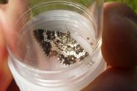Epirrhoe tristata