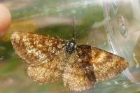 Ematurga atomaria