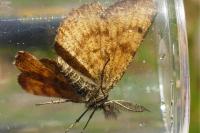 Ematurga atomaria