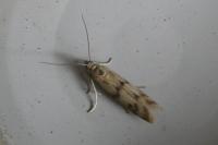 Homoeosoma sinuella