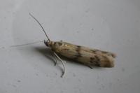 Homoeosoma sinuella