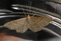 Idaea macilentaria