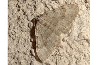 Coenotephria