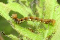 Erannis defoliaria