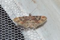 Gymnoscelis rufifasciata
