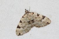 Colostygia pectinataria