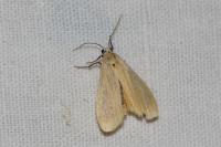 Wittia sororcula