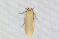 Wittia sororcula