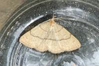 Paracolax tristalis