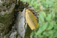 Cybosia mesomella