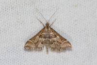 Diasemia reticularis
