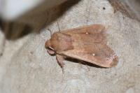 Mythimna albipuncta