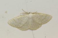 Cabera exanthemata