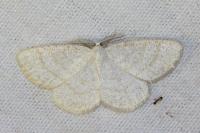 Cabera exanthemata