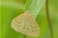 Sitochroa verticalis