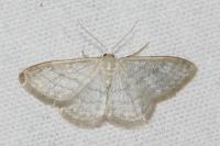 Idaea subsericeata