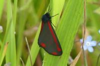 Tyria jacobaeae