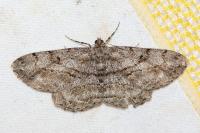 Peribatodes rhomboidaria rhomboidaria