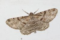 Peribatodes rhomboidaria rhomboidaria
