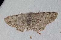 Hypomecis punctinalis