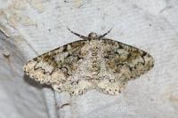 Cleorodes lichenaria