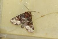 Oligia