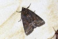 Oligia
