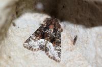 Oligia