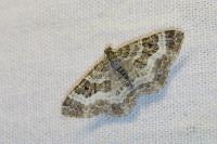 Epirrhoe alternata