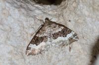 Epirrhoe alternata