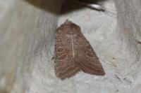 Hoplodrina ambigua
