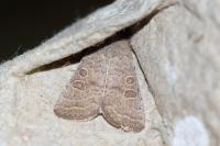 Hoplodrina ambigua