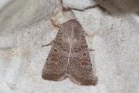 Hoplodrina ambigua