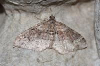 Xanthorhoe spadicearia/ferrugata