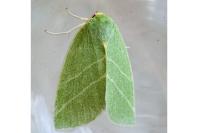Bena bicolorana