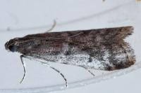 Ephestia