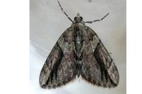 Thera cupressata