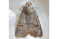 Caradrina proxima