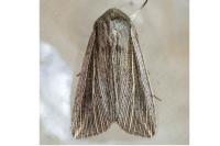 Mythimna riparia