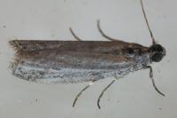 Ephestia