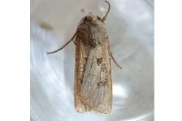Agrotis clavis clavis