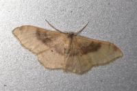 Idaea degeneraria